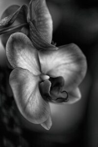 Photoshop Black and White Conversion