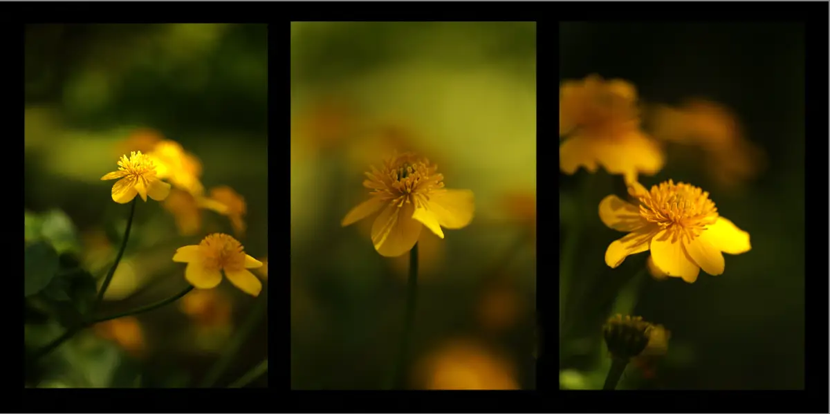 Triptych created and designed on a Photoshop Course with Greta Powell Training