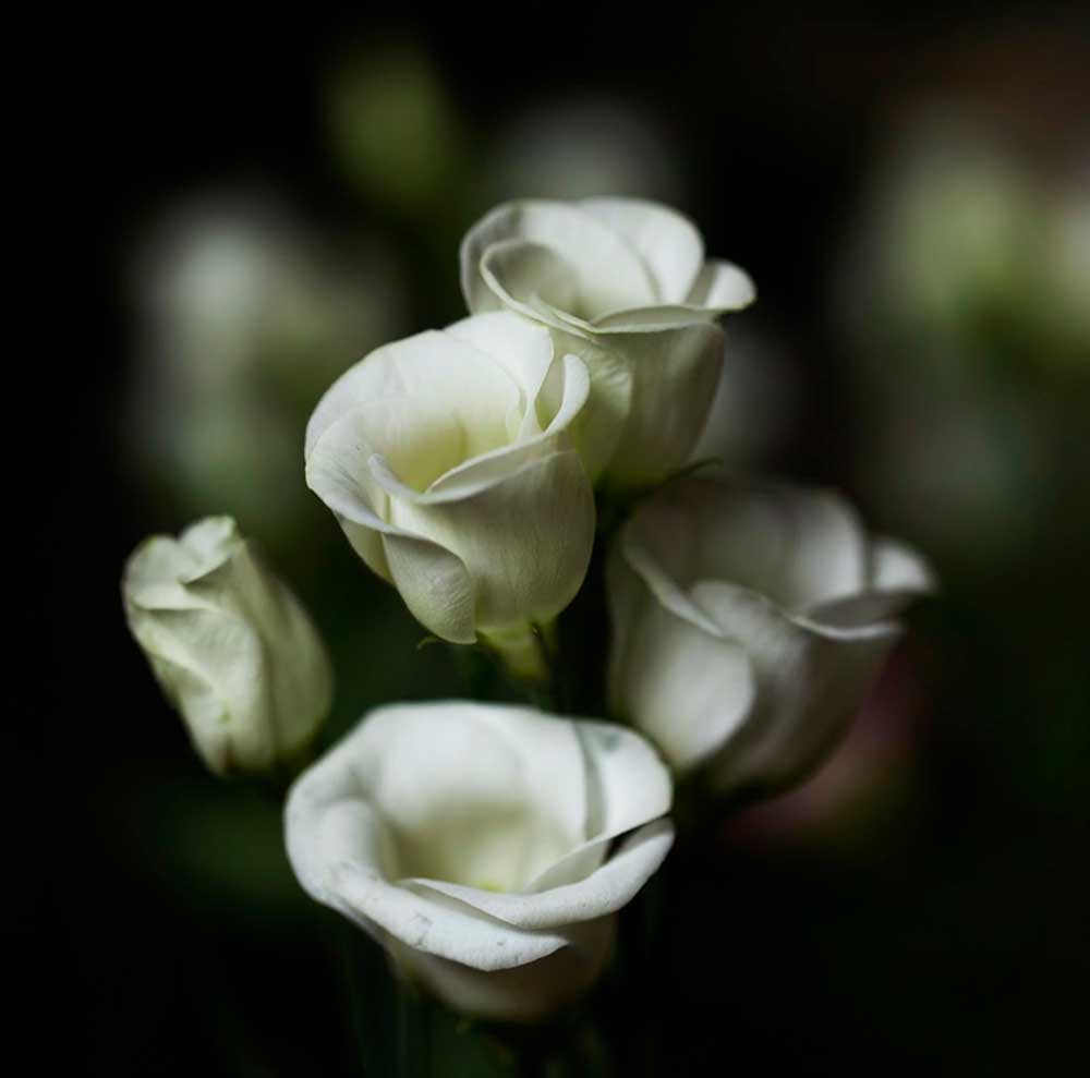 Using Generative Fill and Nano Banana in Photoshop with Greta Powell Training