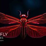 Adobe Firefly Training in midlands, Derbyshire, Leicestershire, Staffs